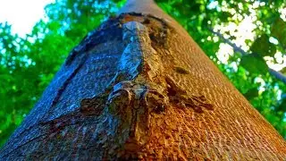 Маскировка 80 уровня: только 1% людей сможет найти животных