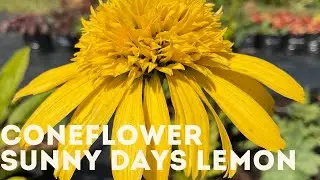 Coneflower - Sunny Days Lemon 4K