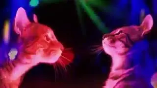 Кошки Поют