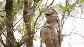 Getting to Know Our Birds - Urutaú / Kakuy