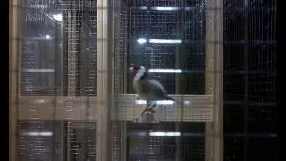 Щегол поёт в ЧыпЧык Парке