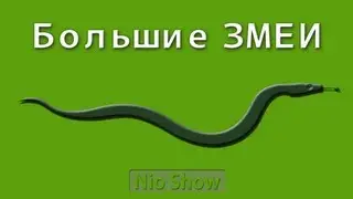 Большие змеи, 2013