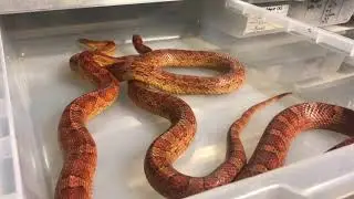 Corn snake breeding behaviour