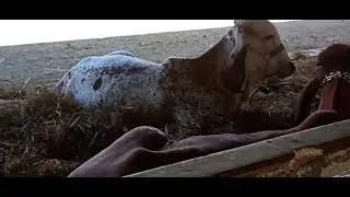 Vacas na Exposição 🐄🐂