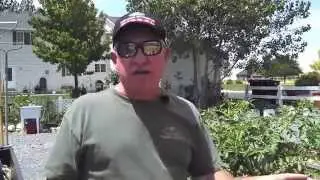 Eliminating Blossom End Rot on Tomatoes