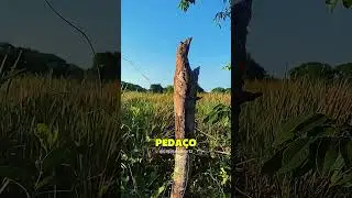 4 ANIMALS THAT ARE IMPOSSIBLE TO SEE 