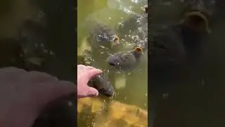 что за прикормка😳