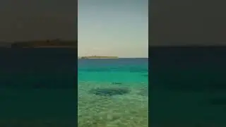 Impatto dell'estinzione sul mondo marino #documentario #dinosauri