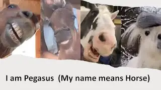Horse - I am Pegasus (My name means Horse)