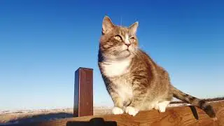 All about cats, briefly and clearly
