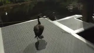 Honk