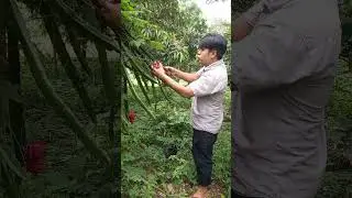 Metik daun ubi, bonus buah naga dan burung puyuh