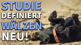 Fachleute lagen falsch! - Neuer Grund für Wälzen bei Hunden entdeckt