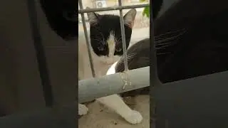 кормлю уличных котов куриной шкуркой