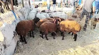 MAŞTAĞA. QOYUN. KEÇİ. BAZARI. 🐑🐐.    🇦🇿.    16.06.2024.