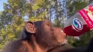 Cranberry Juice Monke