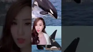 DIKIRA LUMBA2 IKAN PAUS BAHAYA DIPELUK WARGA‼️‼️ 