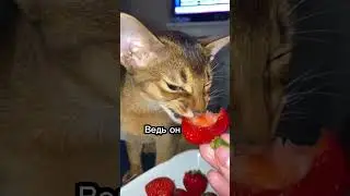 Никогда не делай этого со своей кошкой!🫤 (Часть2) 