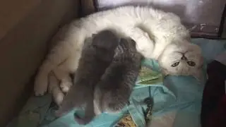 Новорожденные шотландские котята🍼Родились в июне 2017 года
