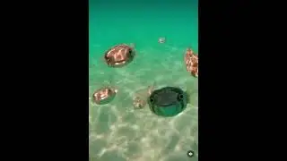 Group of Smiling Pufferfish
