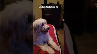 Maddie watches TV #goldendoodle #puppy