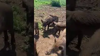 Кормим подпочечных))
