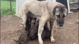Nazlı ve 11 yavrusu