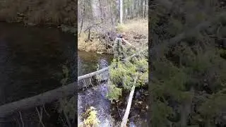 Просто побродили по лесу, и увидели 👉