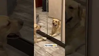 Собака красуется перед зеркалом😂