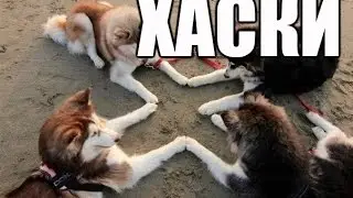 Хаски самые умные собаки в мире