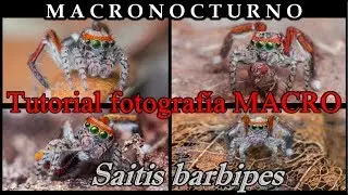 Tutorial fotografía MACRO (parte 1) : Saitis barbipes 