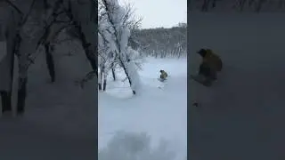 Japan Trees
