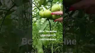 как убирать листья у томатов