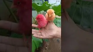 anak ayam warna merah kuning #cute #ayamwarnawarni #animalcute #animalsvideo #shorts