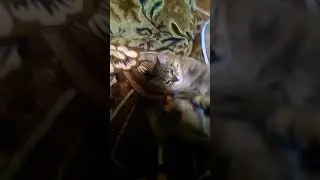 Пикси хорошо адихает UwU
