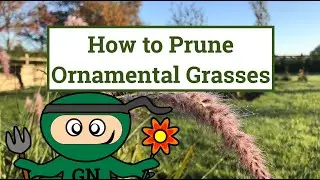 How to Prune Ornamental Grasses