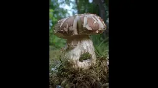 Finluden stensopp  Boletus reticulatus