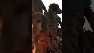 Dog on the fire 