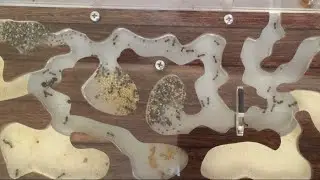 Муравьиная семейка