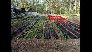 New Garden Beds - NO TILL with CHICKENS