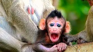 Really Amazing Baby Monkey activities | Cute Baby Monkey