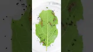 Caterpillars eat a whole leaf II #greentimelapse #gtl #timelapse