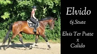 Elvido 6j.Stute                    Elvis Ter Putte x Calido 