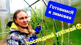 🔴ПОСЛЕДНИЙ УРОЖАЙ.ГОТОВИМ ТЕПЛИЦУ К СЛЕДУЮЩЮЩЕМУ СЕЗОНУ