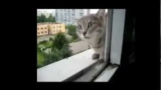 Злой котэ! (Malicious cat)
