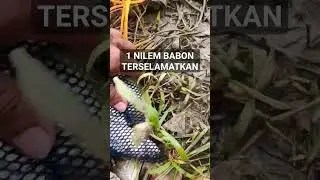 #mancing #nilembabon #mancingmelem #mancingsungai #ikannilem #ikannila #shortvideo #shorts #short