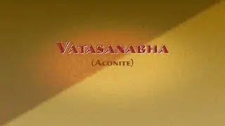 Vatsanabha (aconite), shodhana and production of churna
