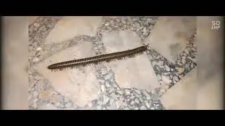 1000 legs Insects/ Millipedes