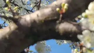 ‎@-earth.plants-animals  Prunus domestica,plum flowers,lulet e kumbullës(1)