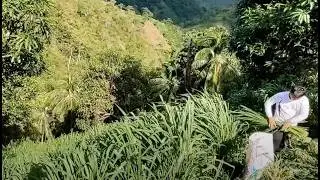 Mombasa Grass o Napier Grass? Alin sa dalawa ang maganda itanim?